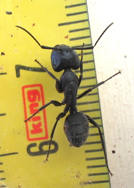 Formica gigante: Camponotus vagus